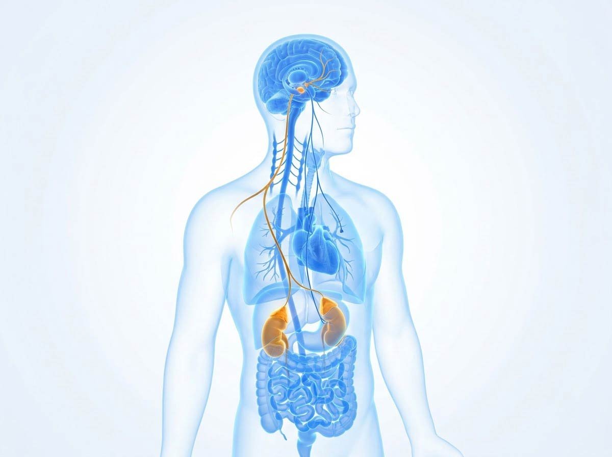 Diagram of the threat response system from amygdala to adrenal glands
