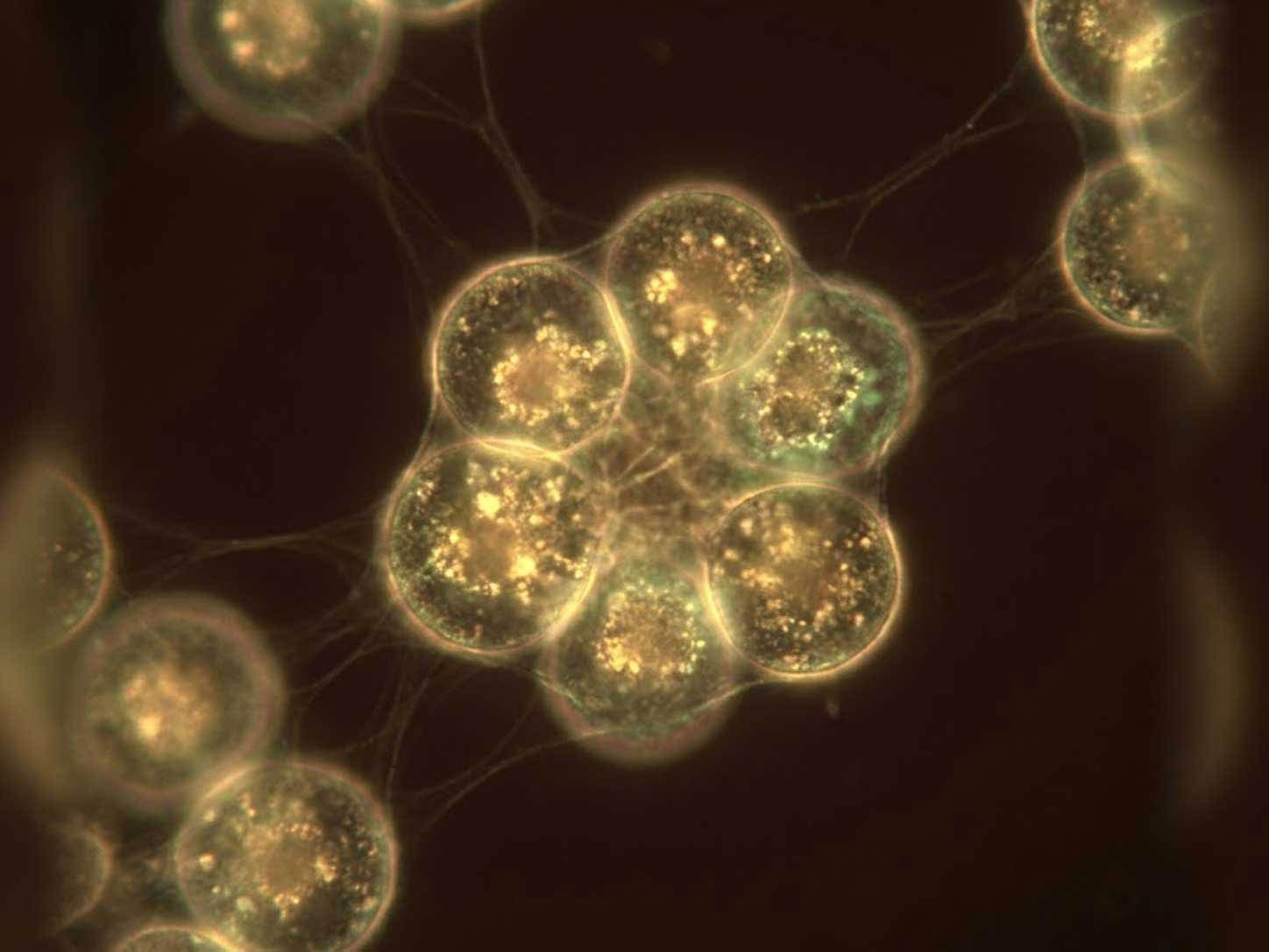 Glowing cells in dark-field microscopy